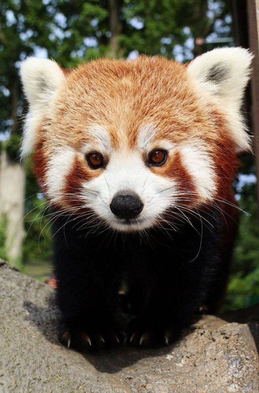 Красная Панда в Московском зоопарке