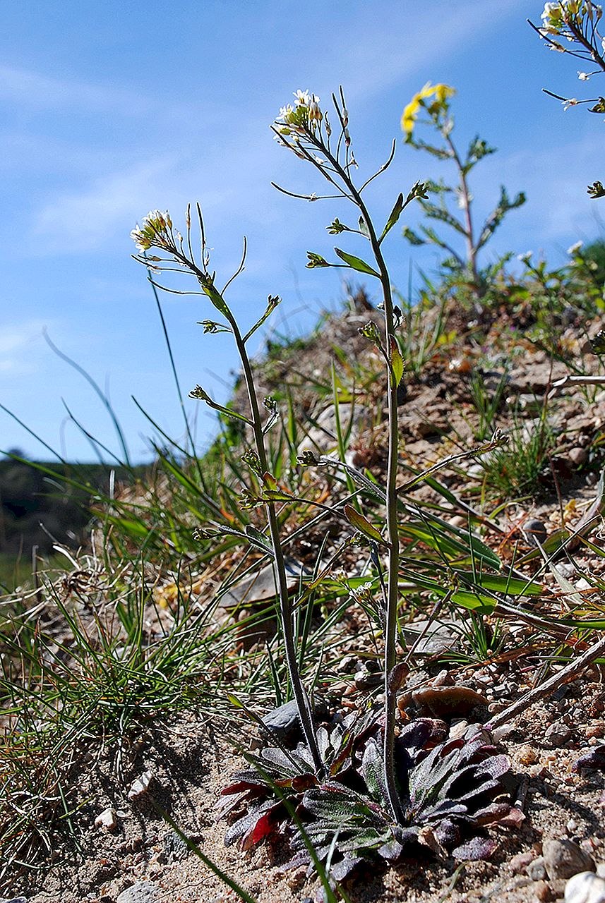 Арабидопсис Таля