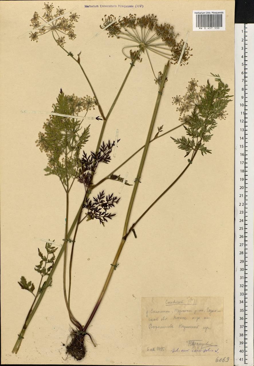 Лигустикум мутеллиновый