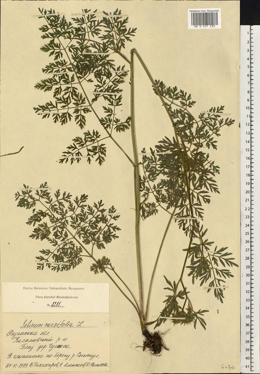 Прангос трёхраздельный