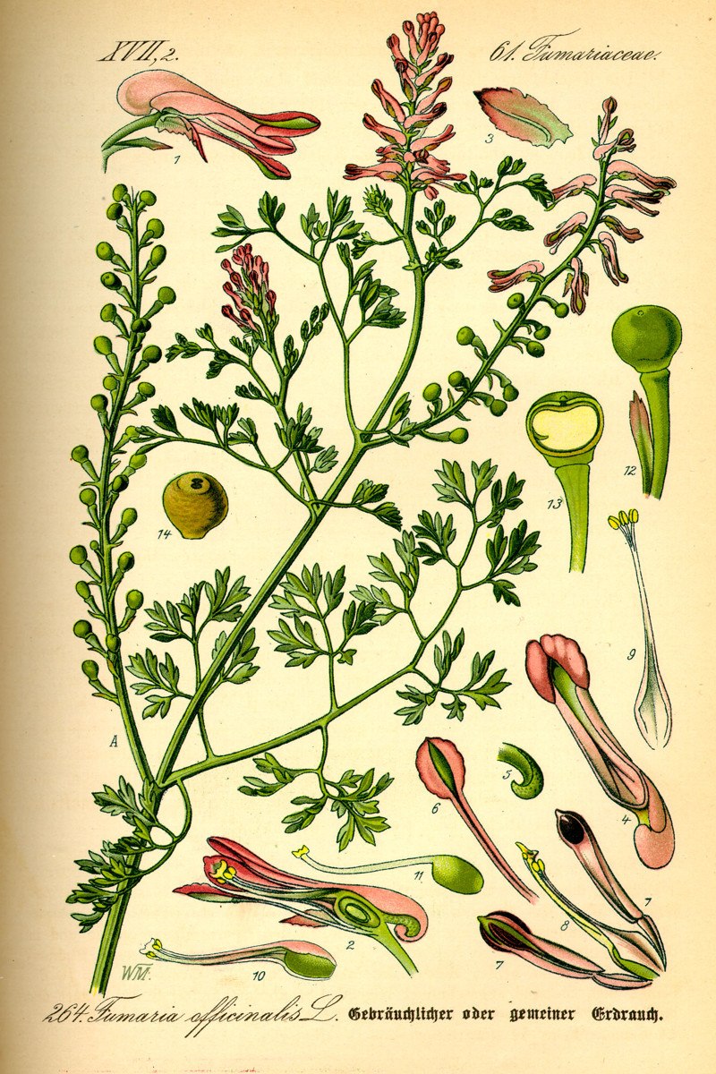 Дымянка лекарственная (fumaria officinalis)