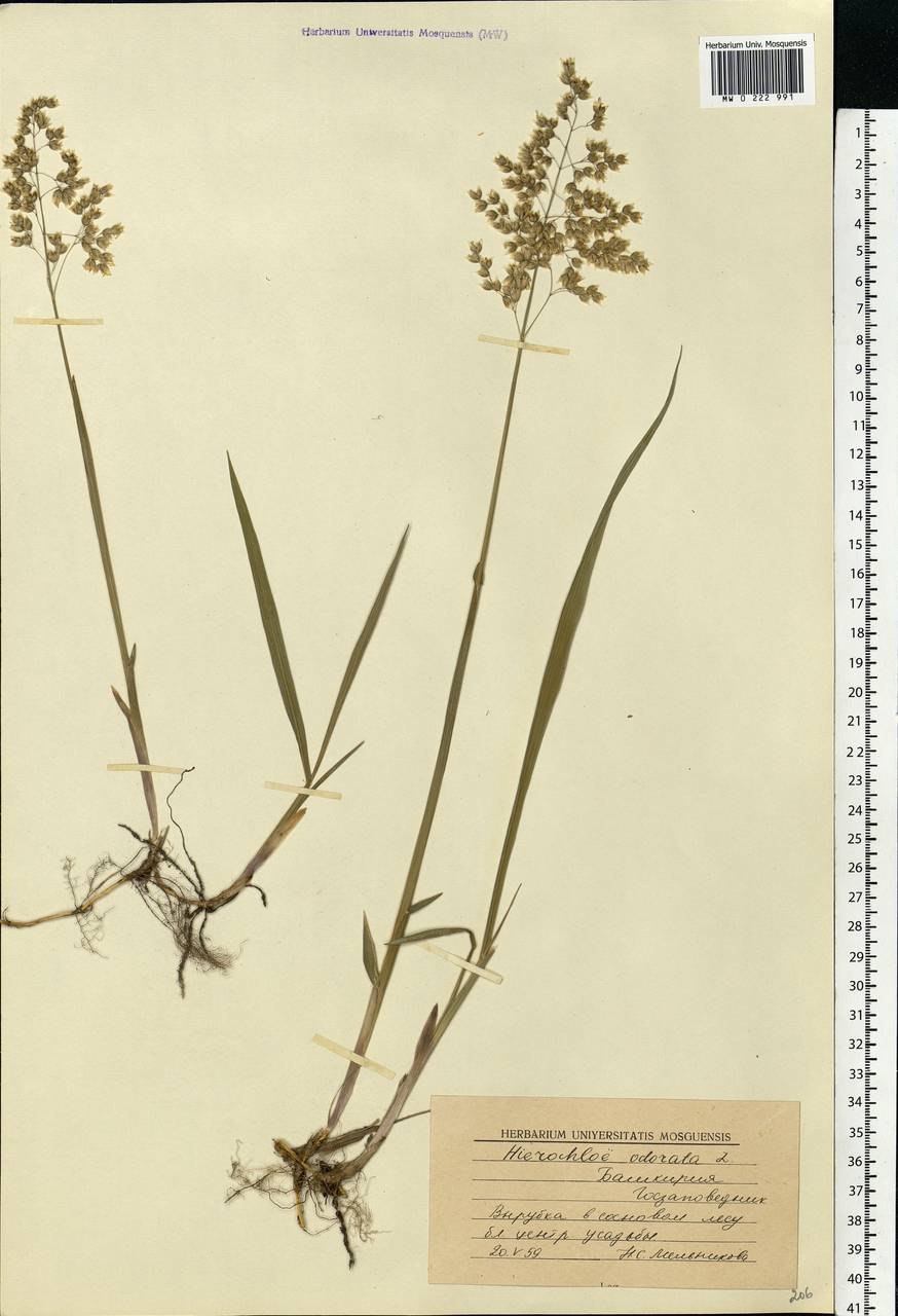 Хромолена душистая