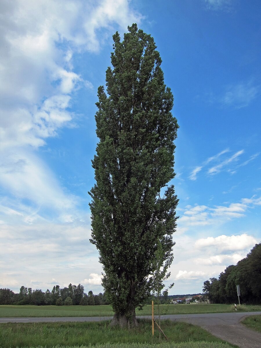 Тополь Populus Alba