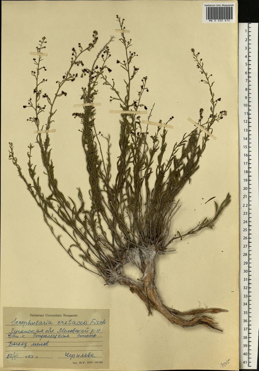 Норичник растопыренный