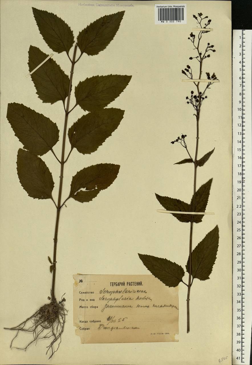 Scrophularia lanceolata