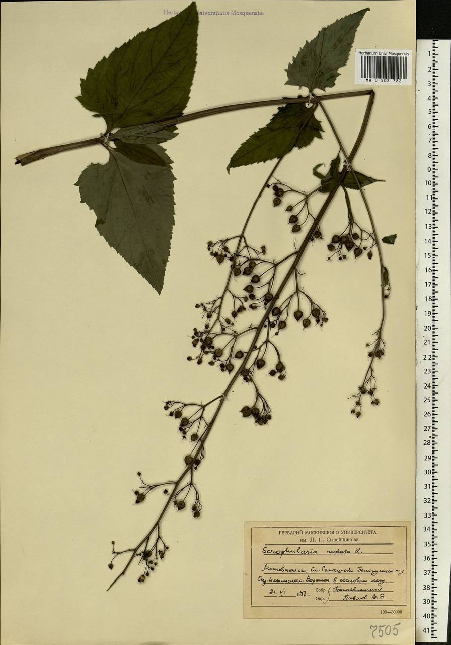 Норичник узловатый