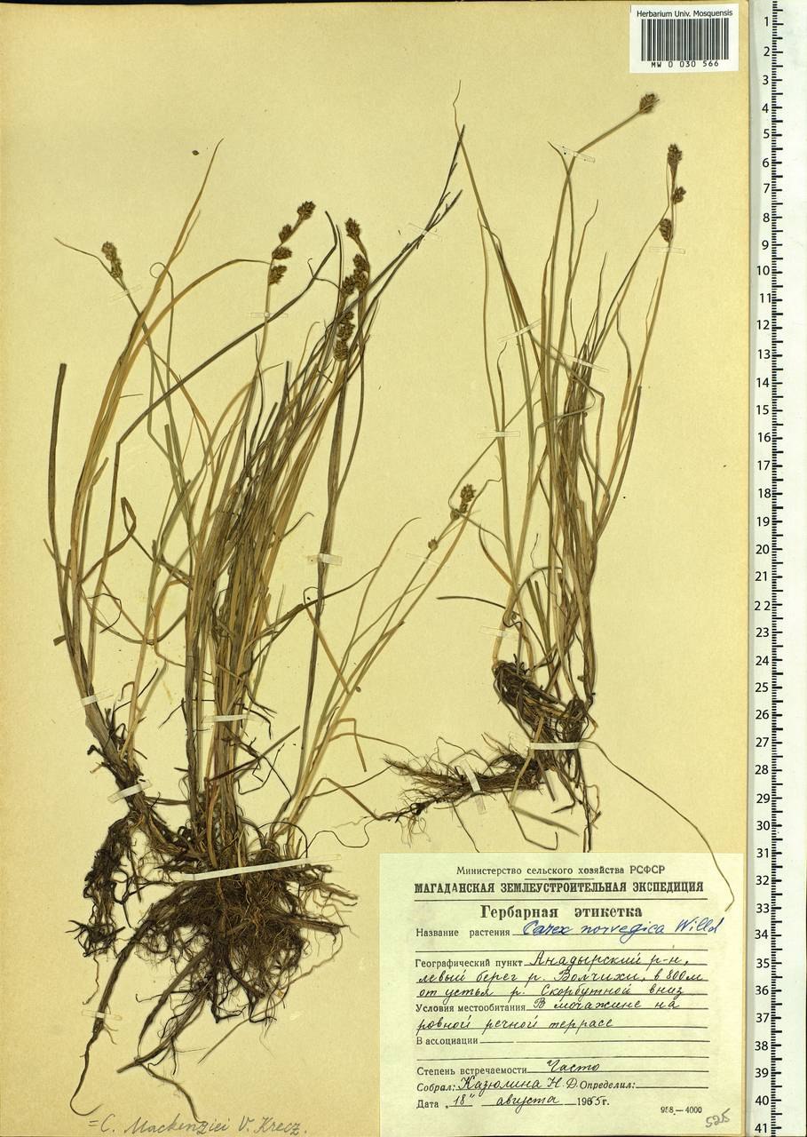 Осока Макензи (Carex mackenziei)