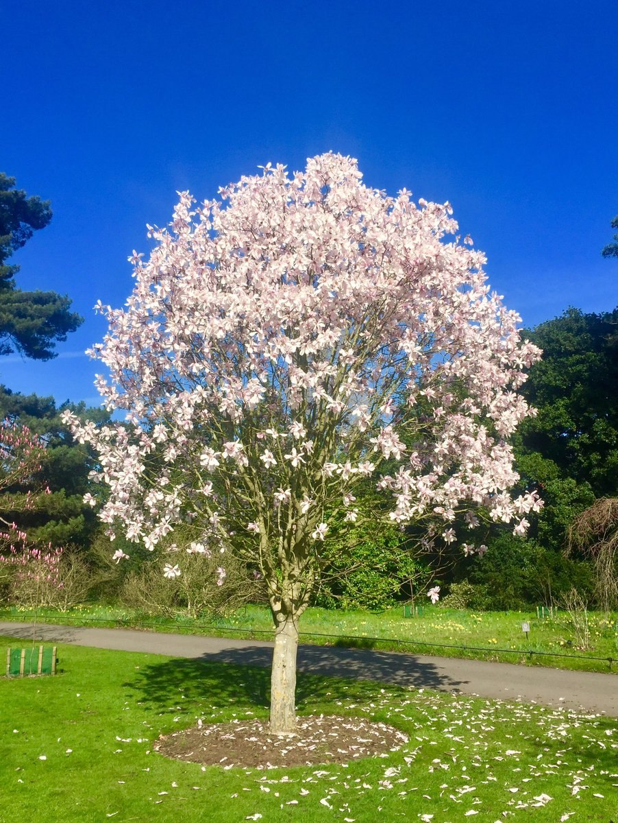 Магнолия иволистная