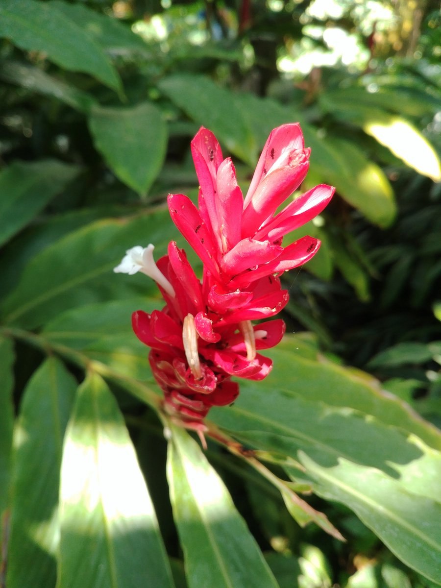 Альпиния церумбет