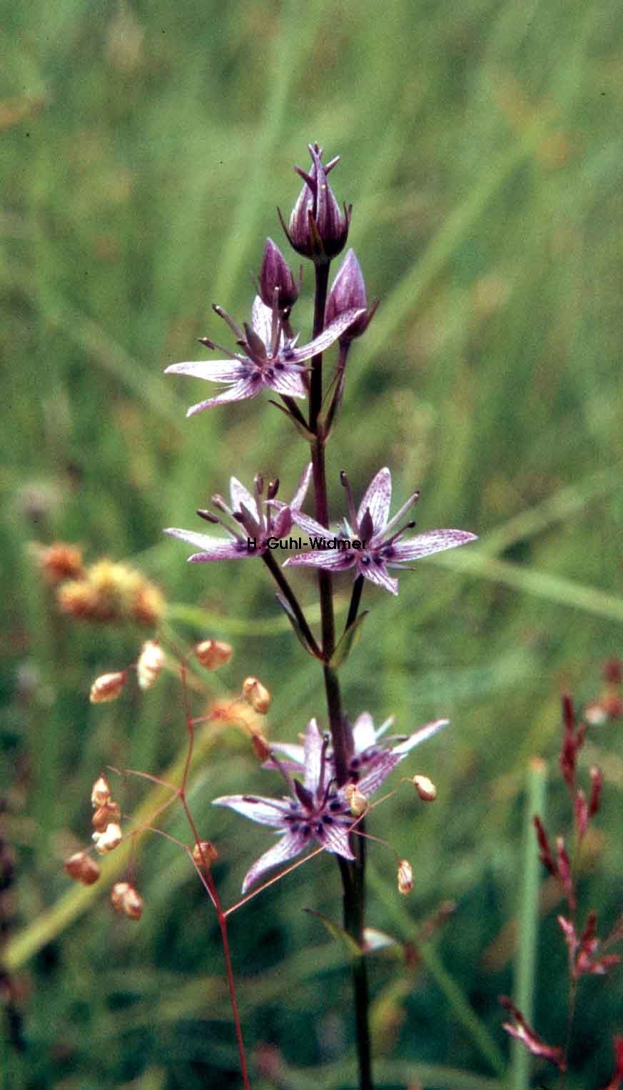 Сверция Кинга