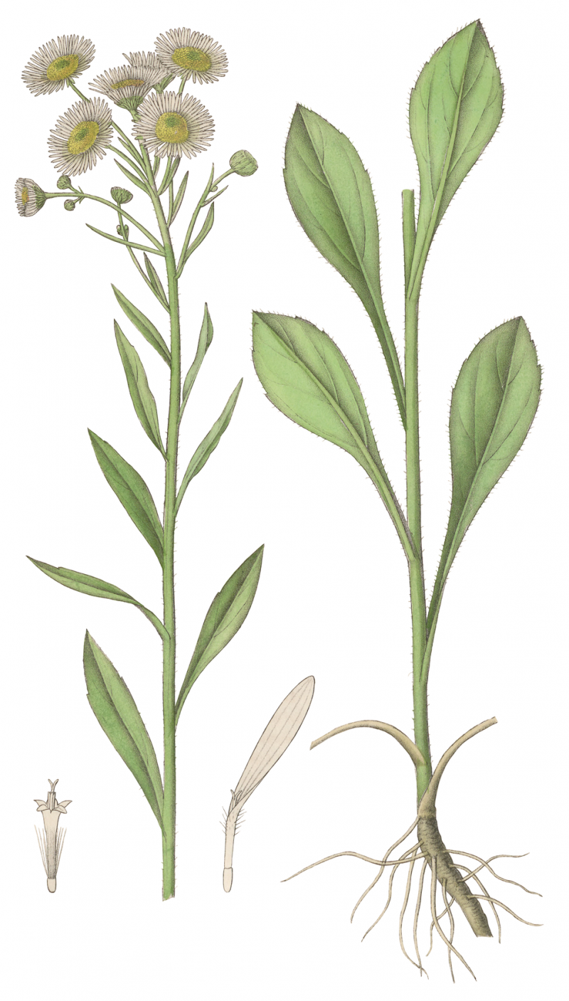 Мелколепестник обыкновенный