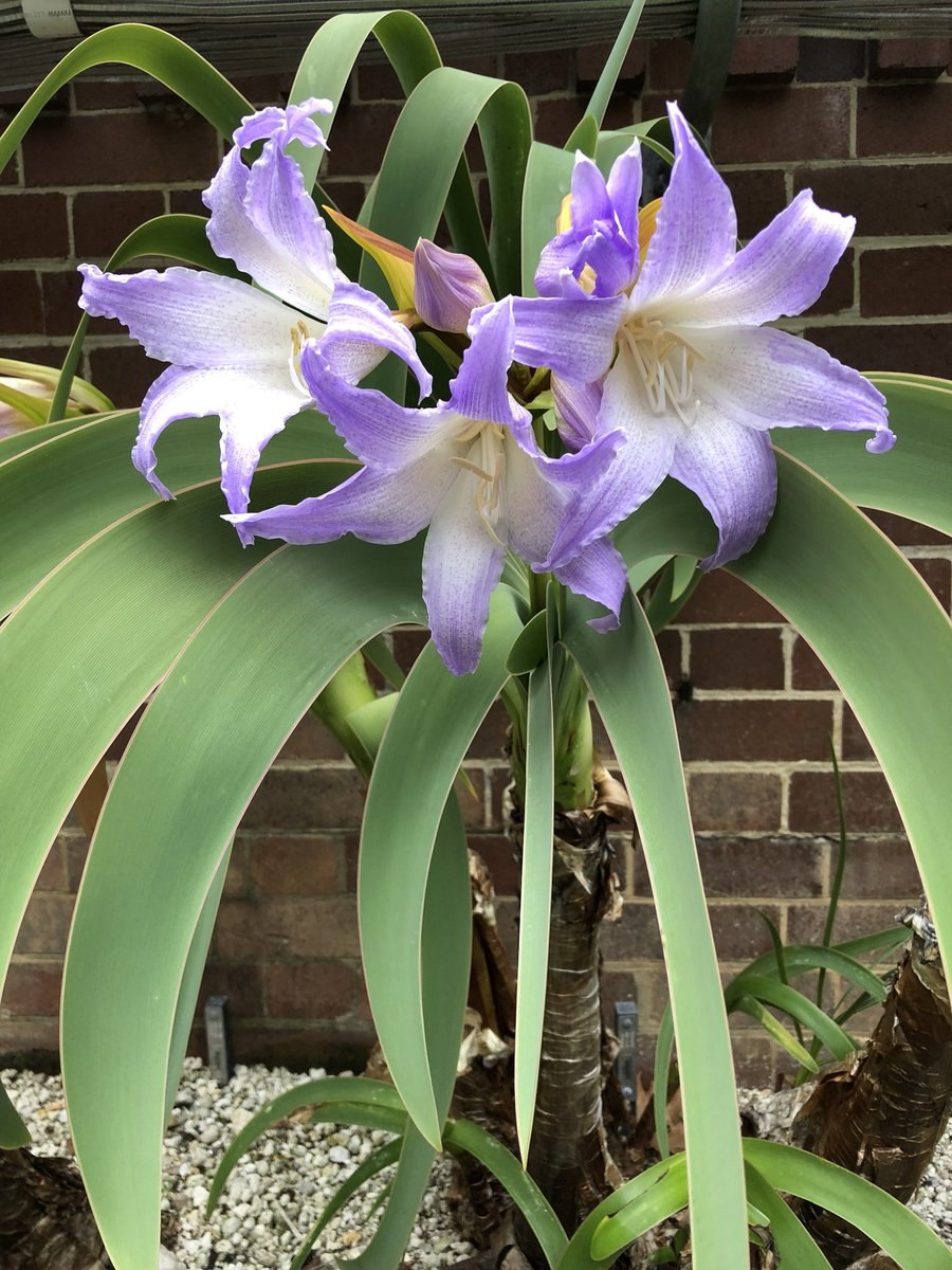 Гиппеаструм ворслея