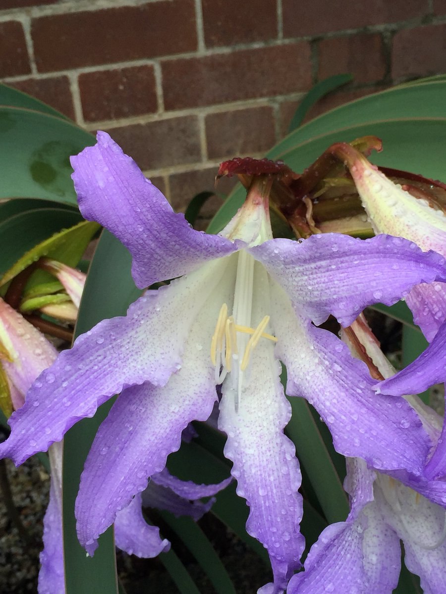 Цветок похожий на Ворслею