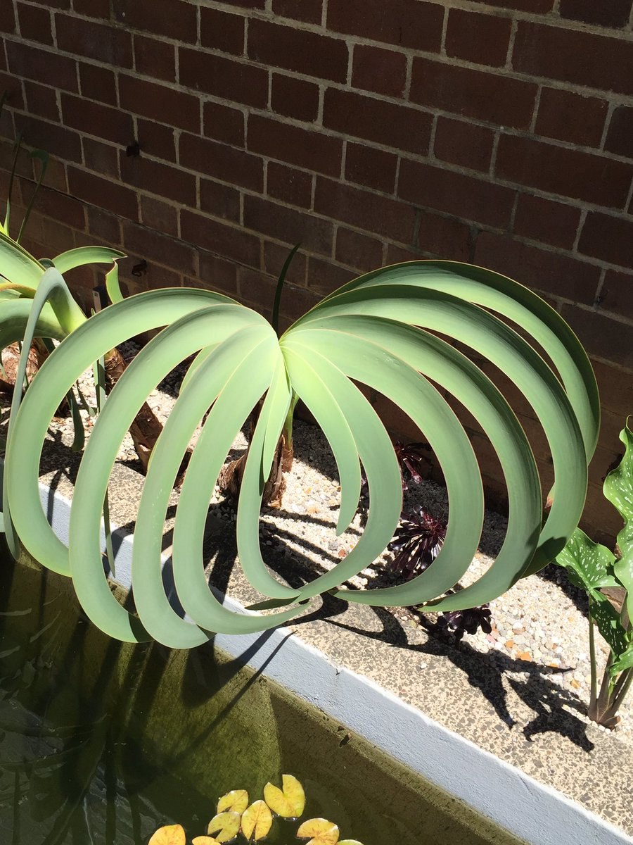 Амариллис синий