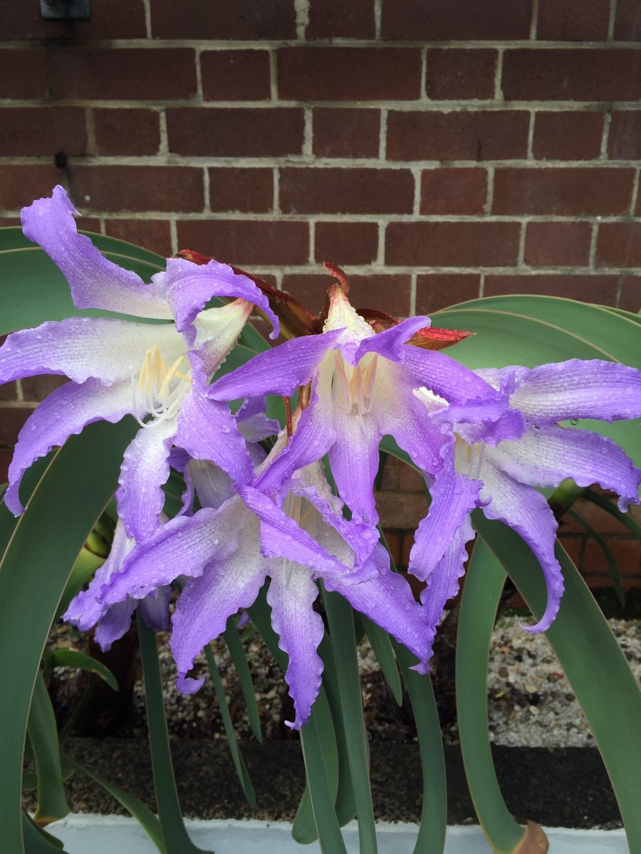 Ворслея процера