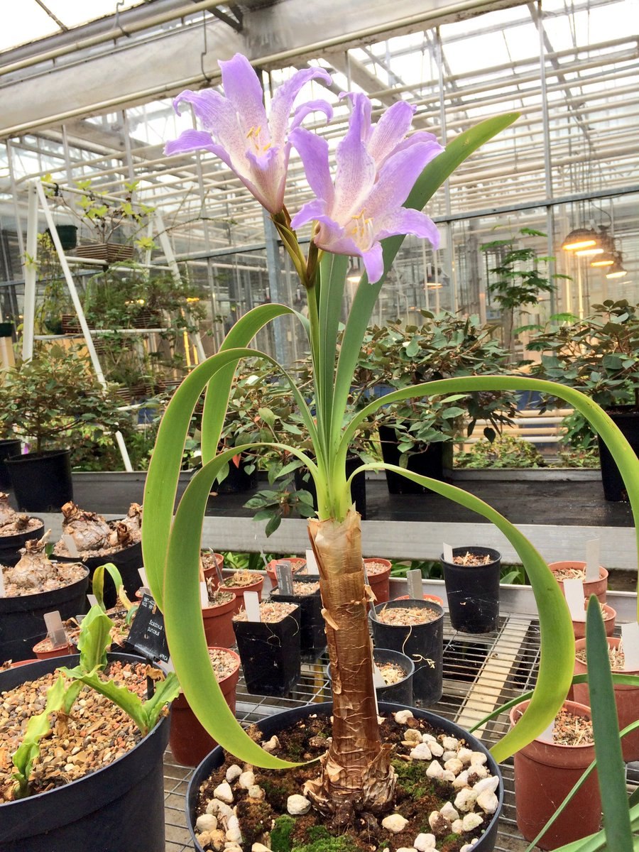 Гиппеаструм ворслея