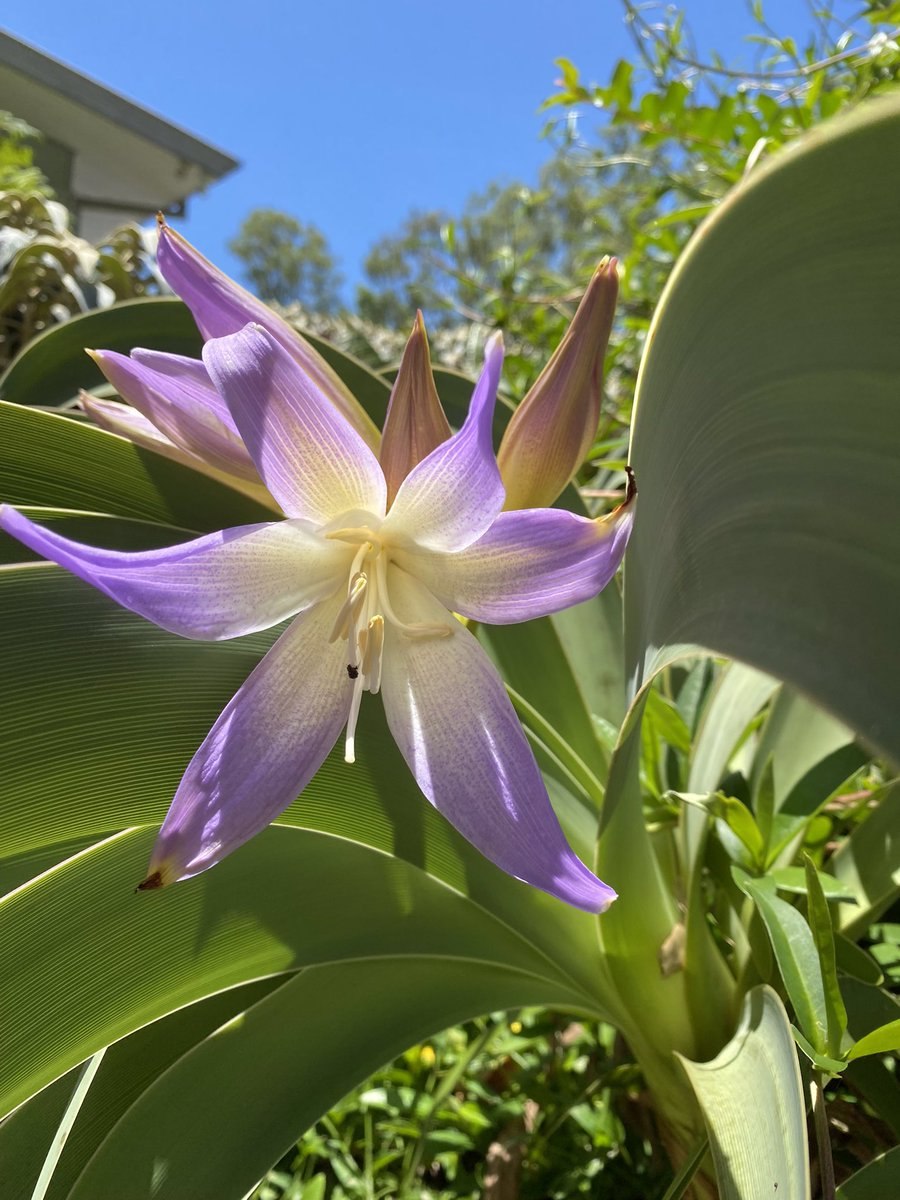 Ворслея Райнери