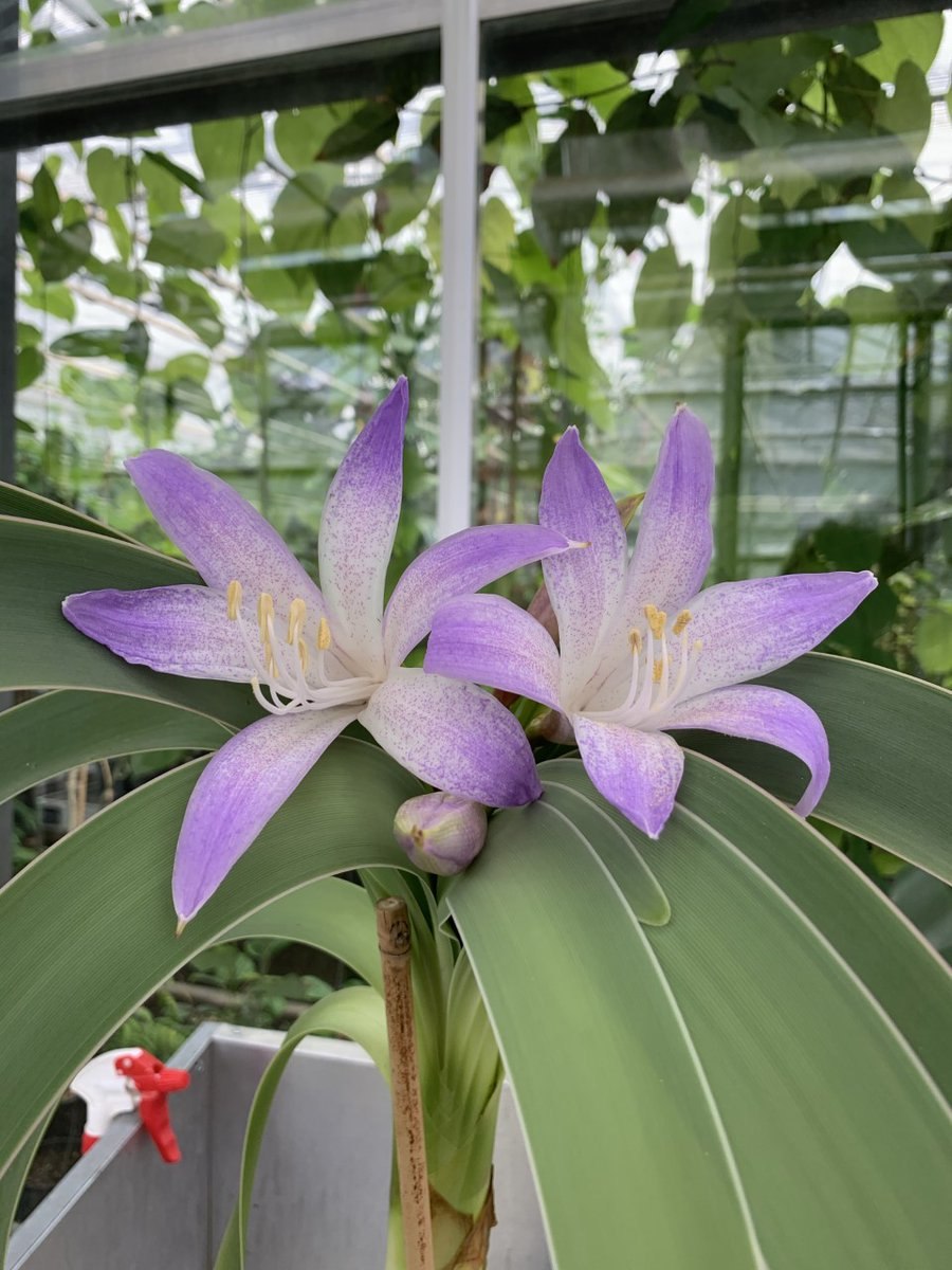 Ворслея голубой амариллис