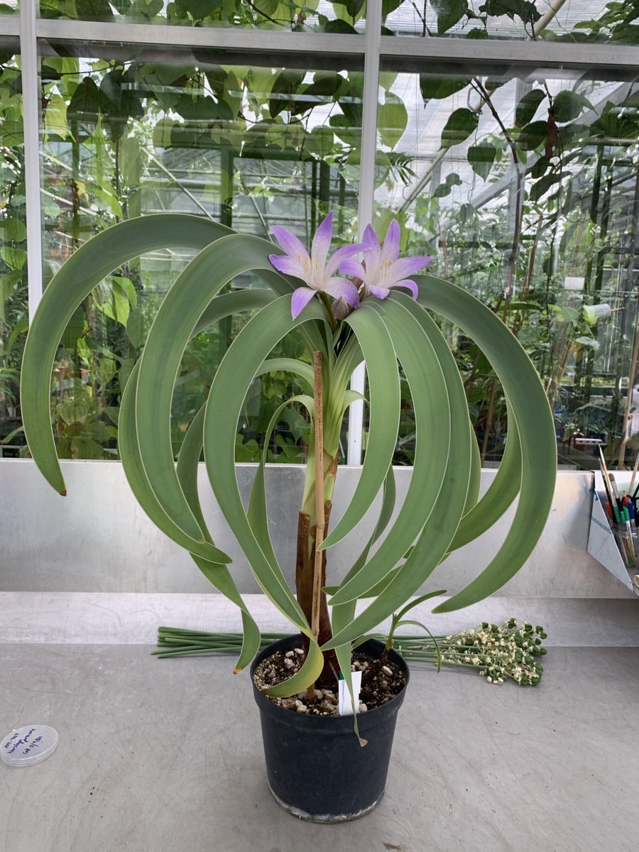 Гиппеаструм ворслея