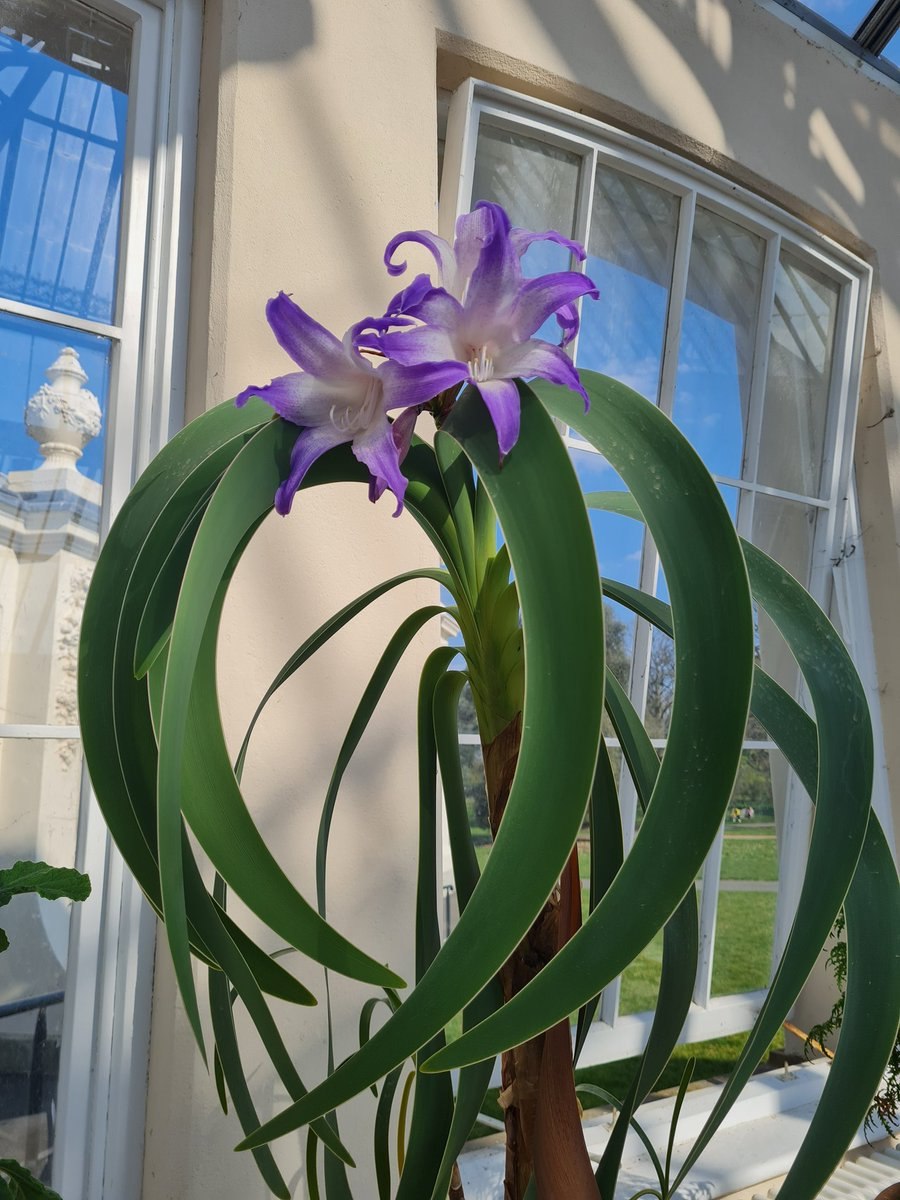 Гиппеаструм ворслея Процерум