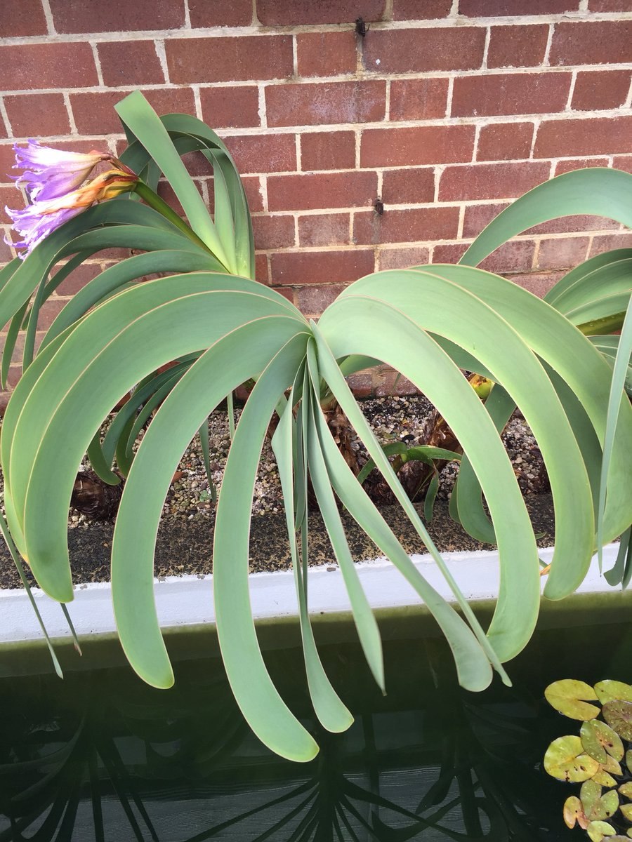 Семена ворслеи