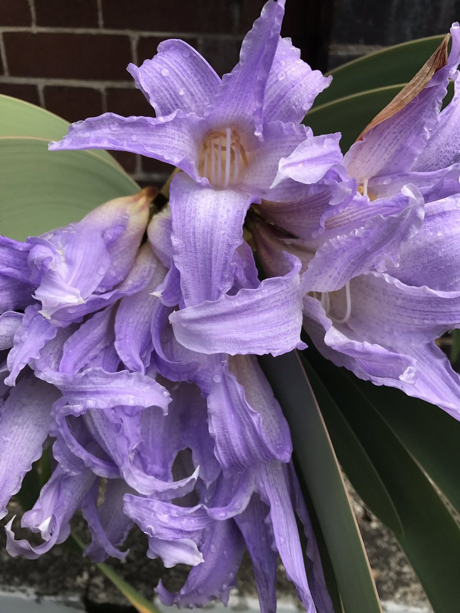 Гиппеаструм ворслея