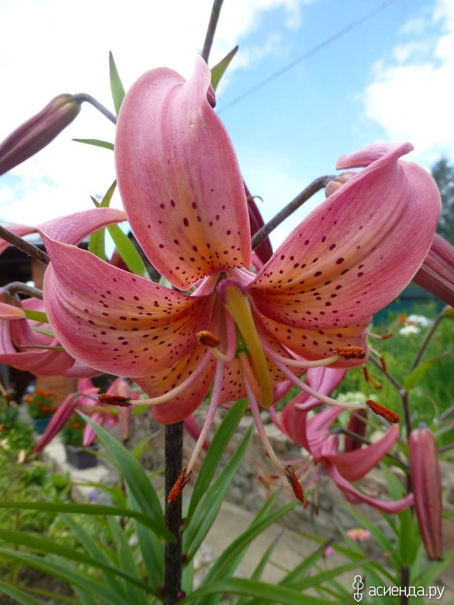 Гиппеаструм желтый