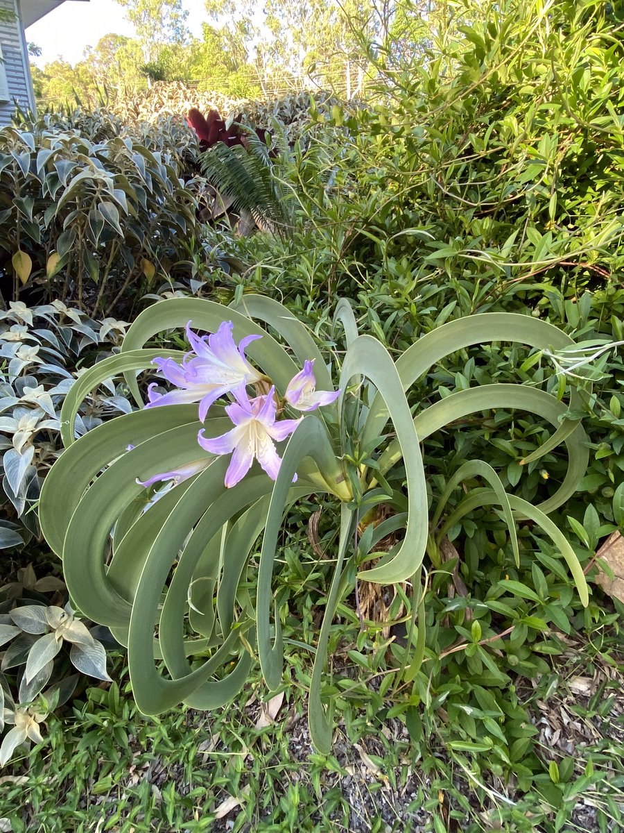 Гиппеаструм ворслея