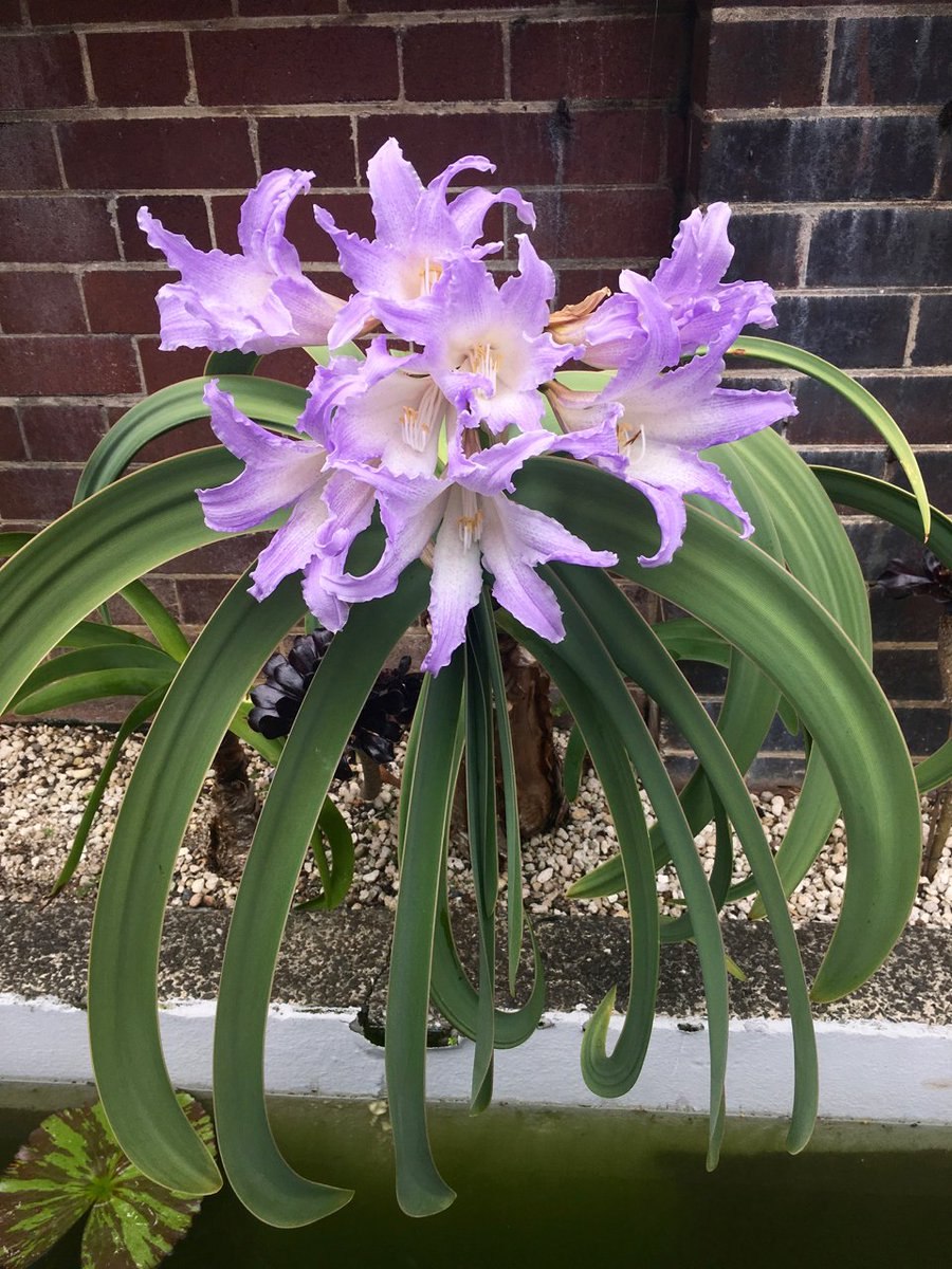 Ворслея благородная