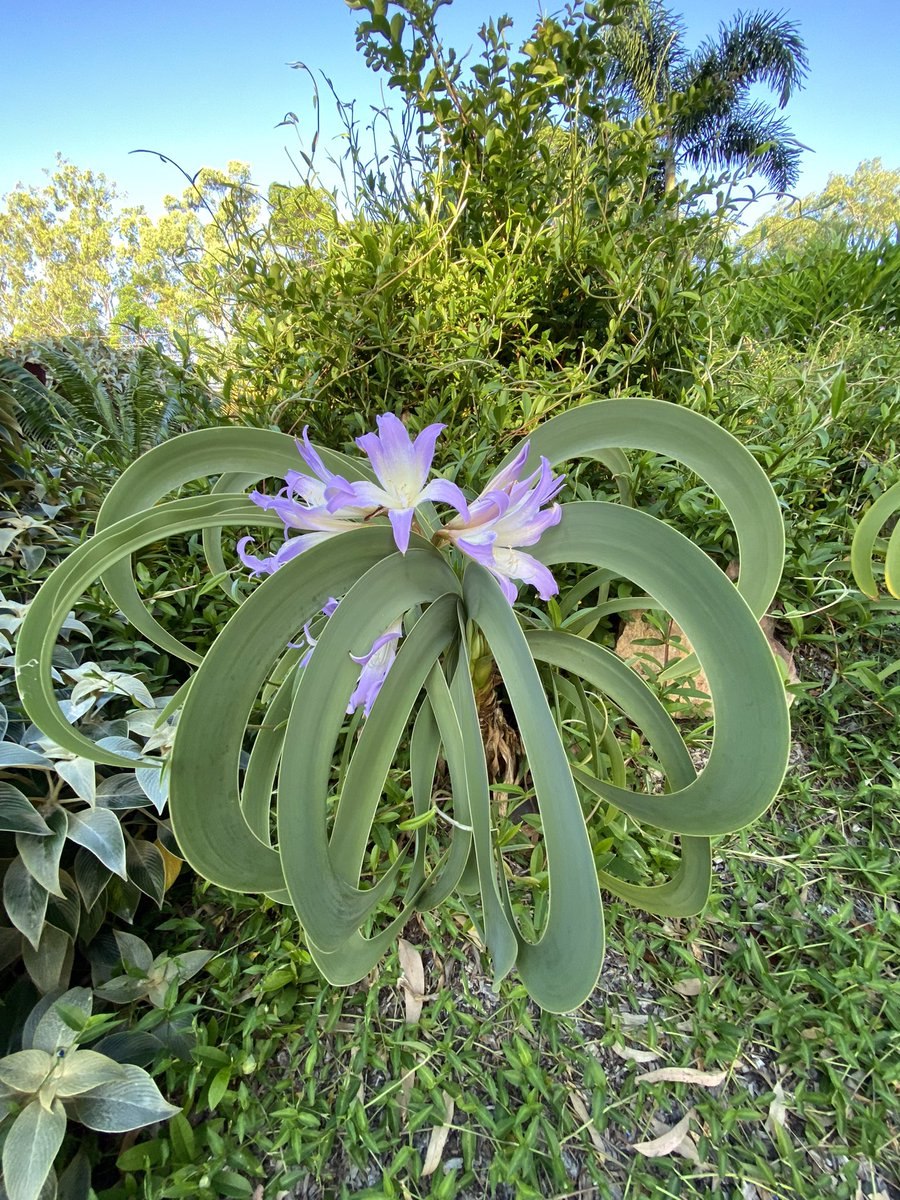 Гиацинт из магазина в горшке как ухаживать в домашних условиях