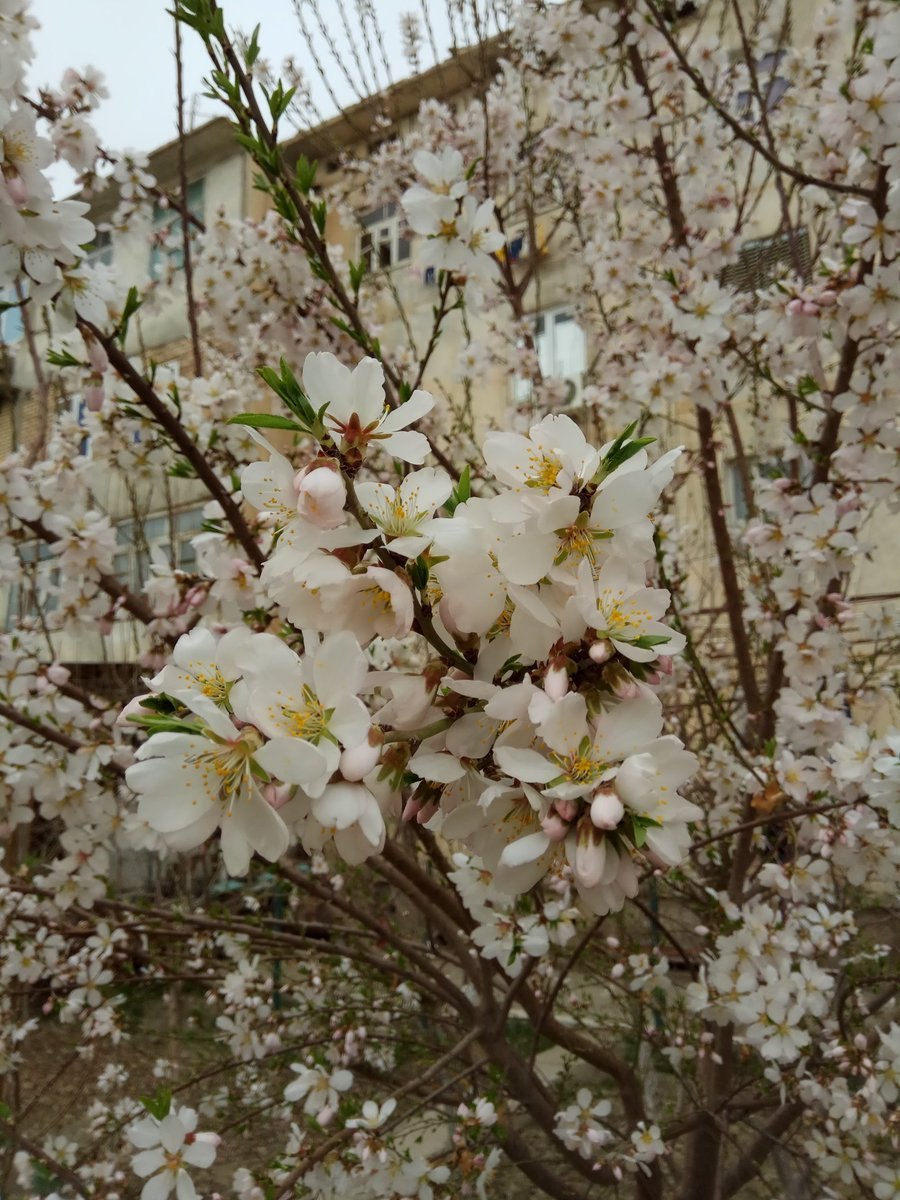 Миндаль Виктория дерево