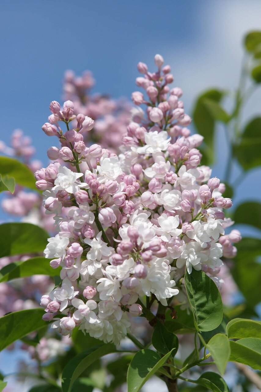 Сирень мохнатая