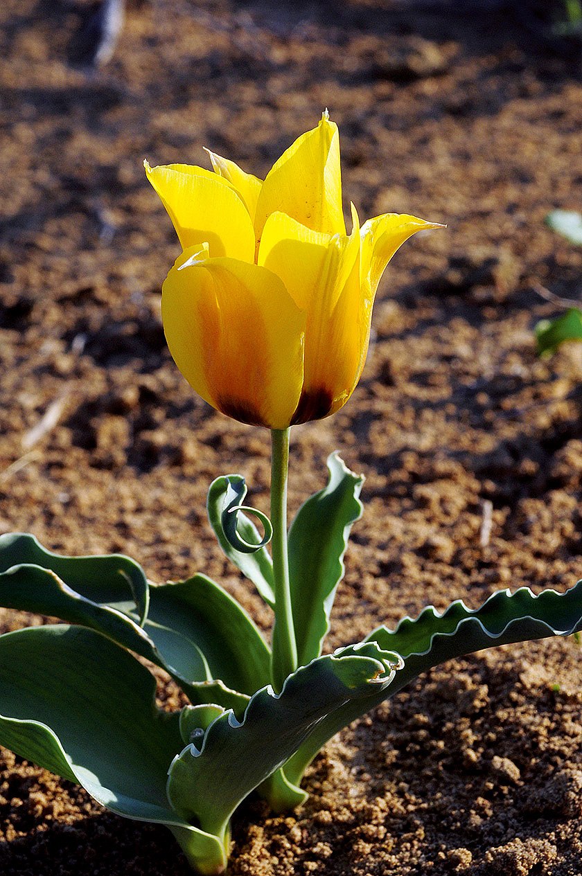 Тюльпан Peerless Pink