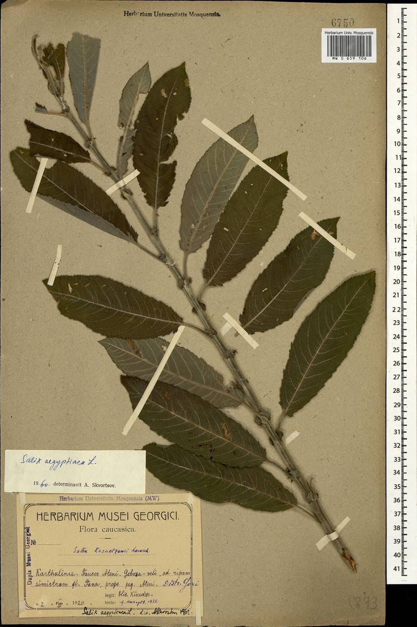 Salix bebbiana