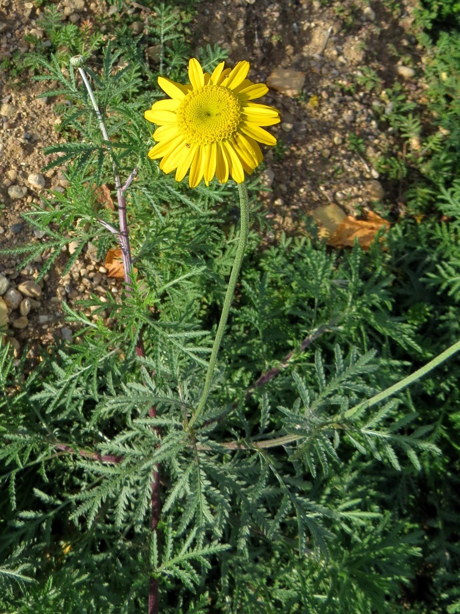 Пупавка красильная (Anthemis tinctoria)
