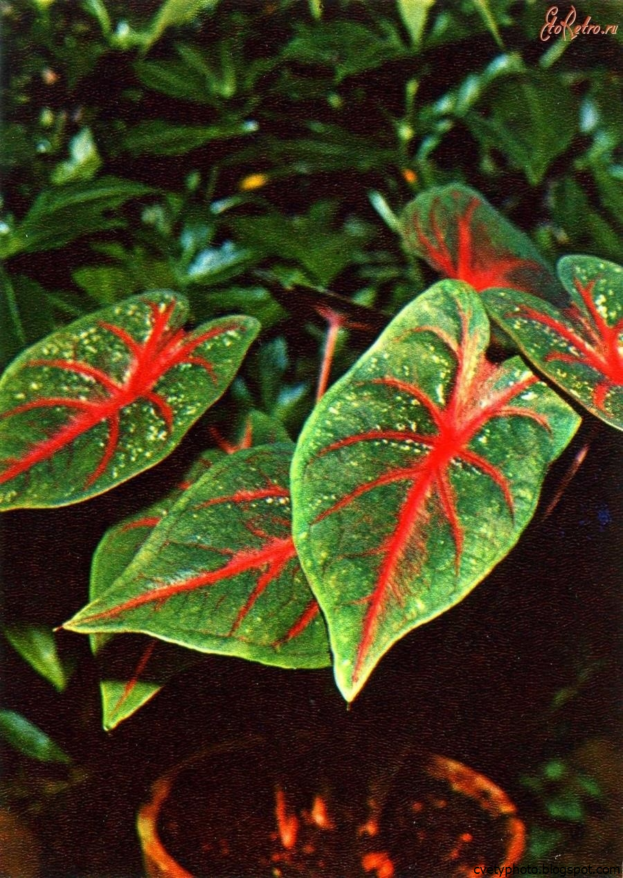 Алоказия Ароидные