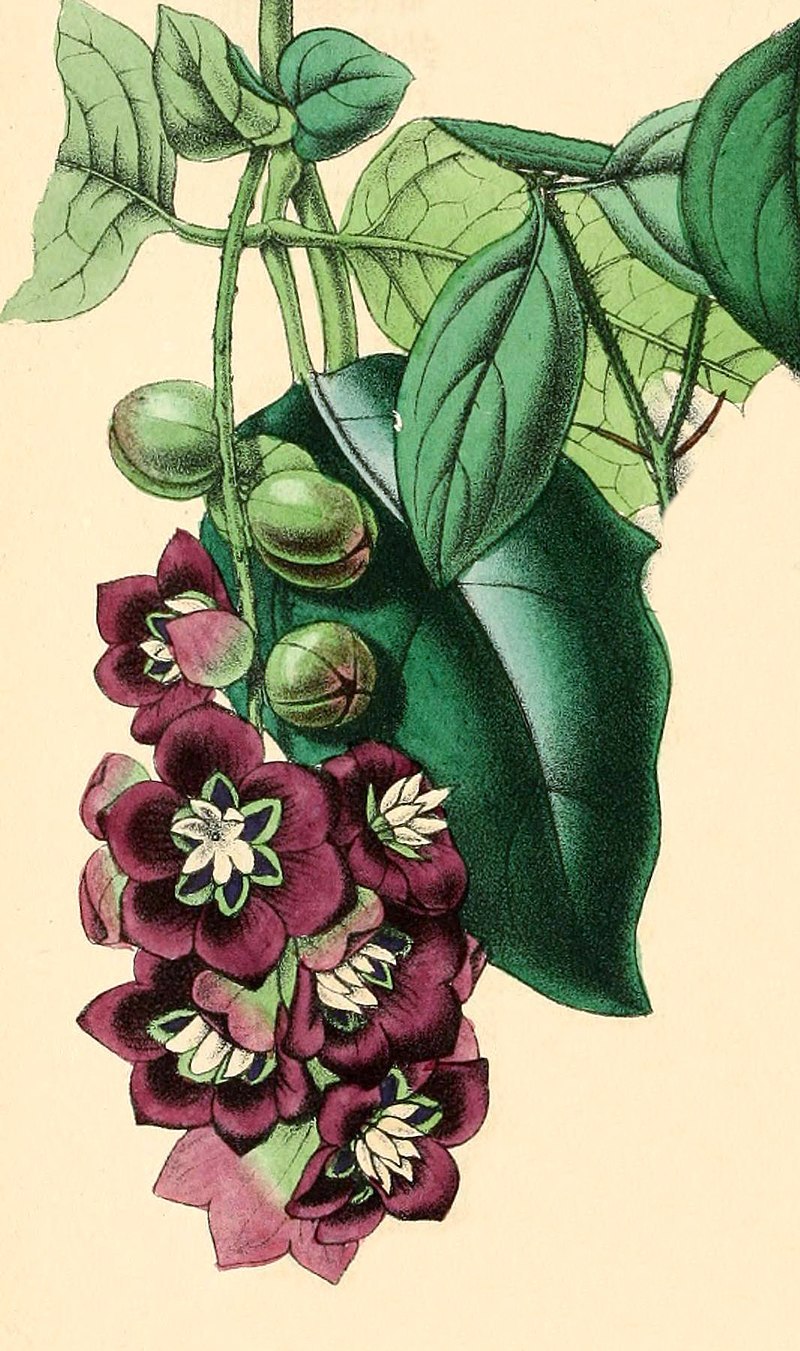 Акебия пятерная