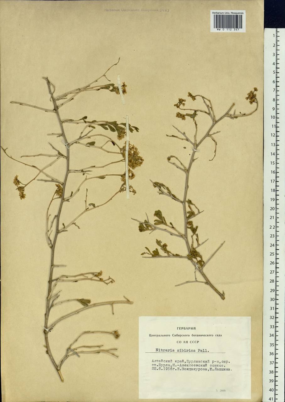 Селитрянка