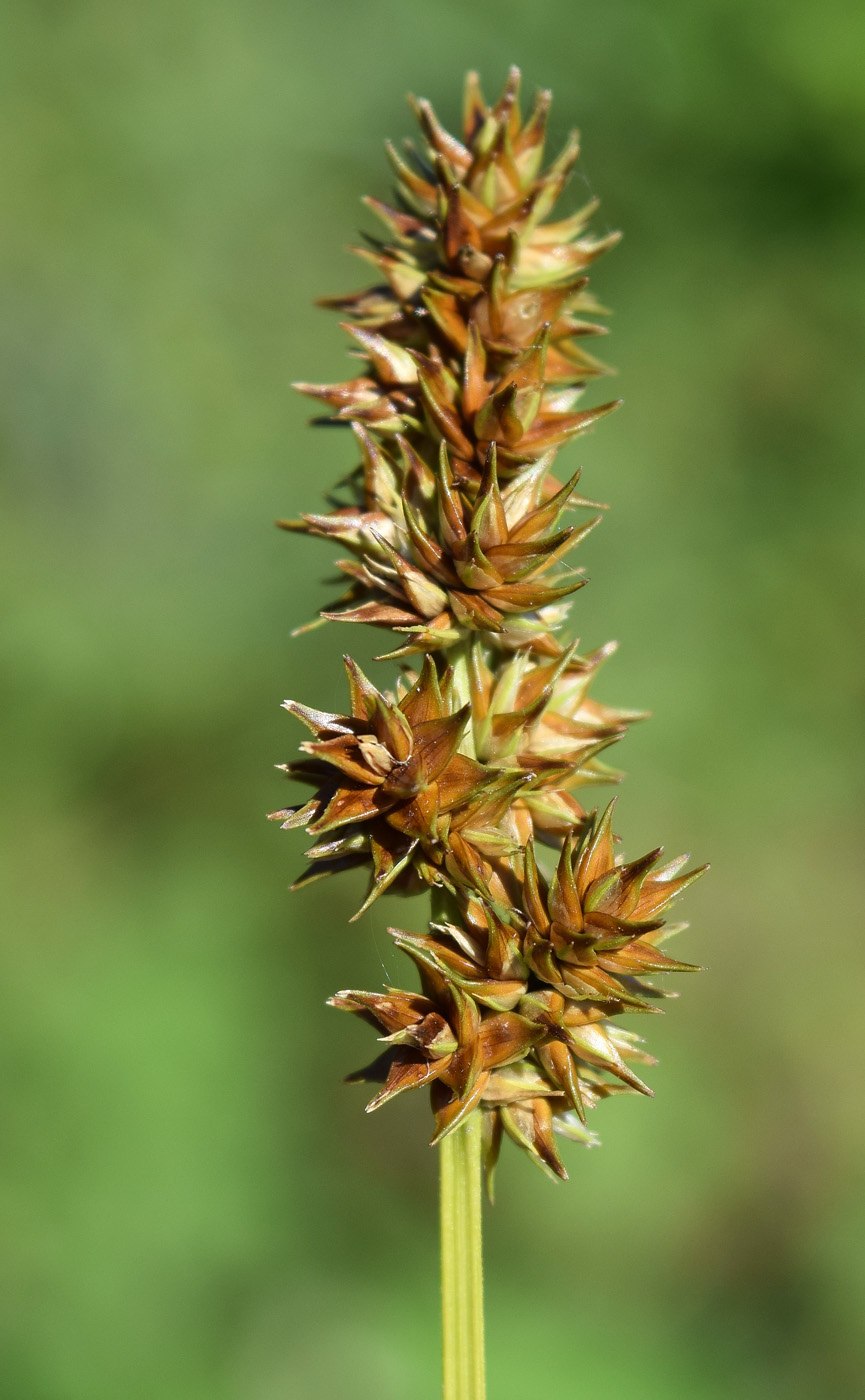 Carex muricata