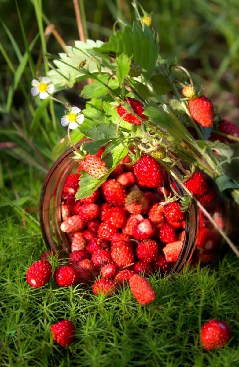 Ягодная Поляна клубника