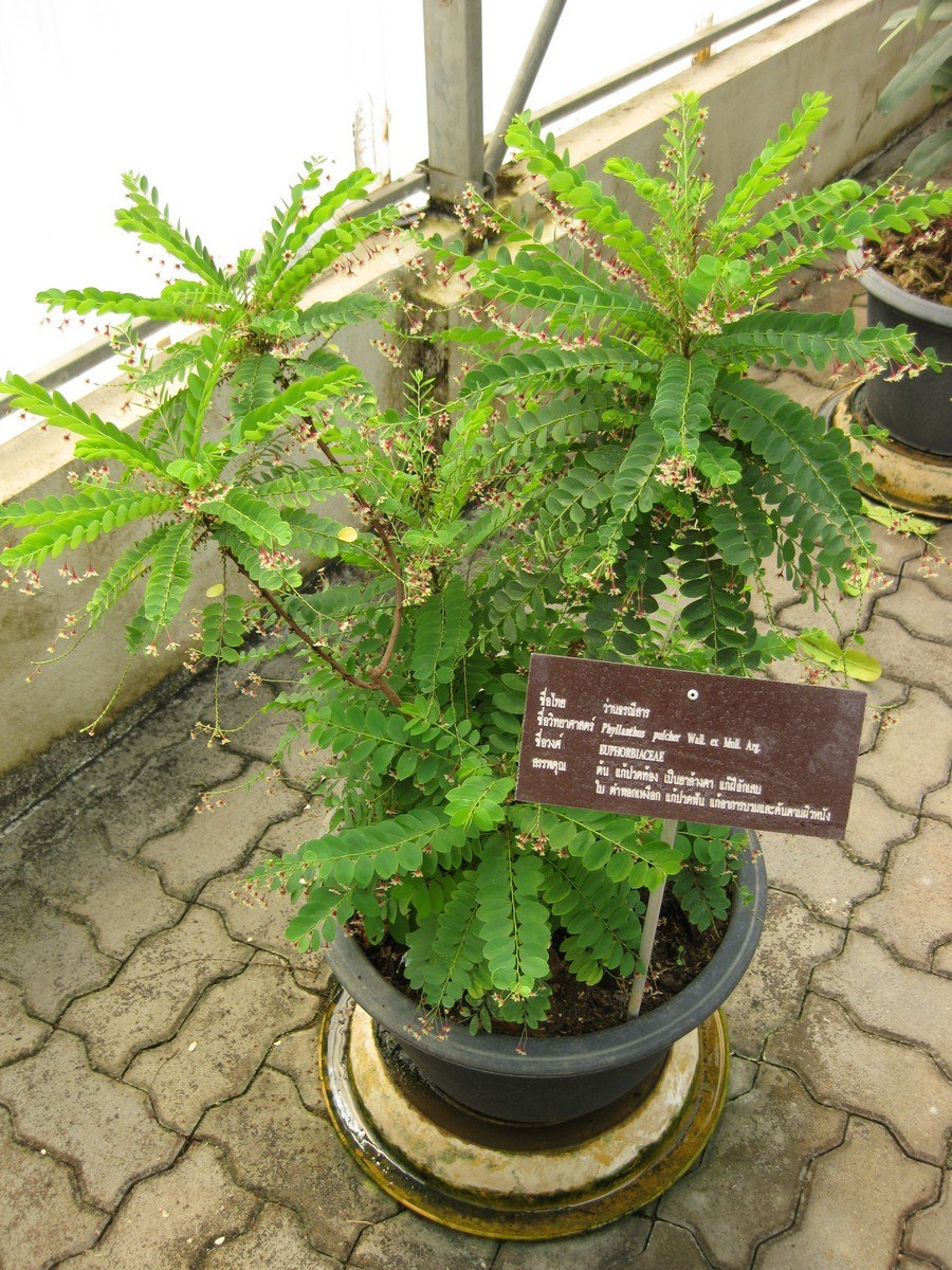 Птеридофиллум Pteridophyllum