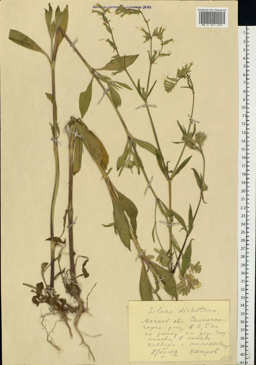 Смолевка белая Ботанический рисунок