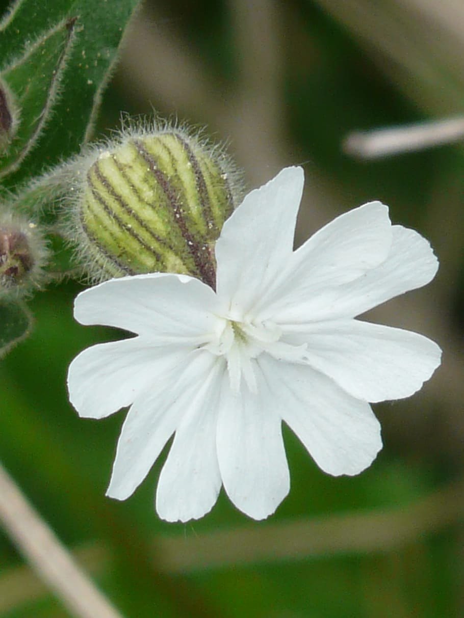 Смолевка обыкновенная(Silene cucupalus)