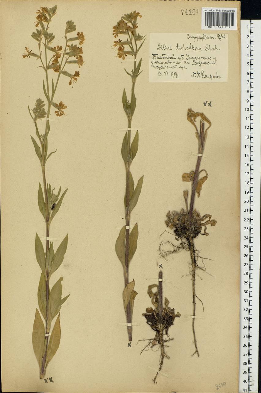 Смолёвка поникшая