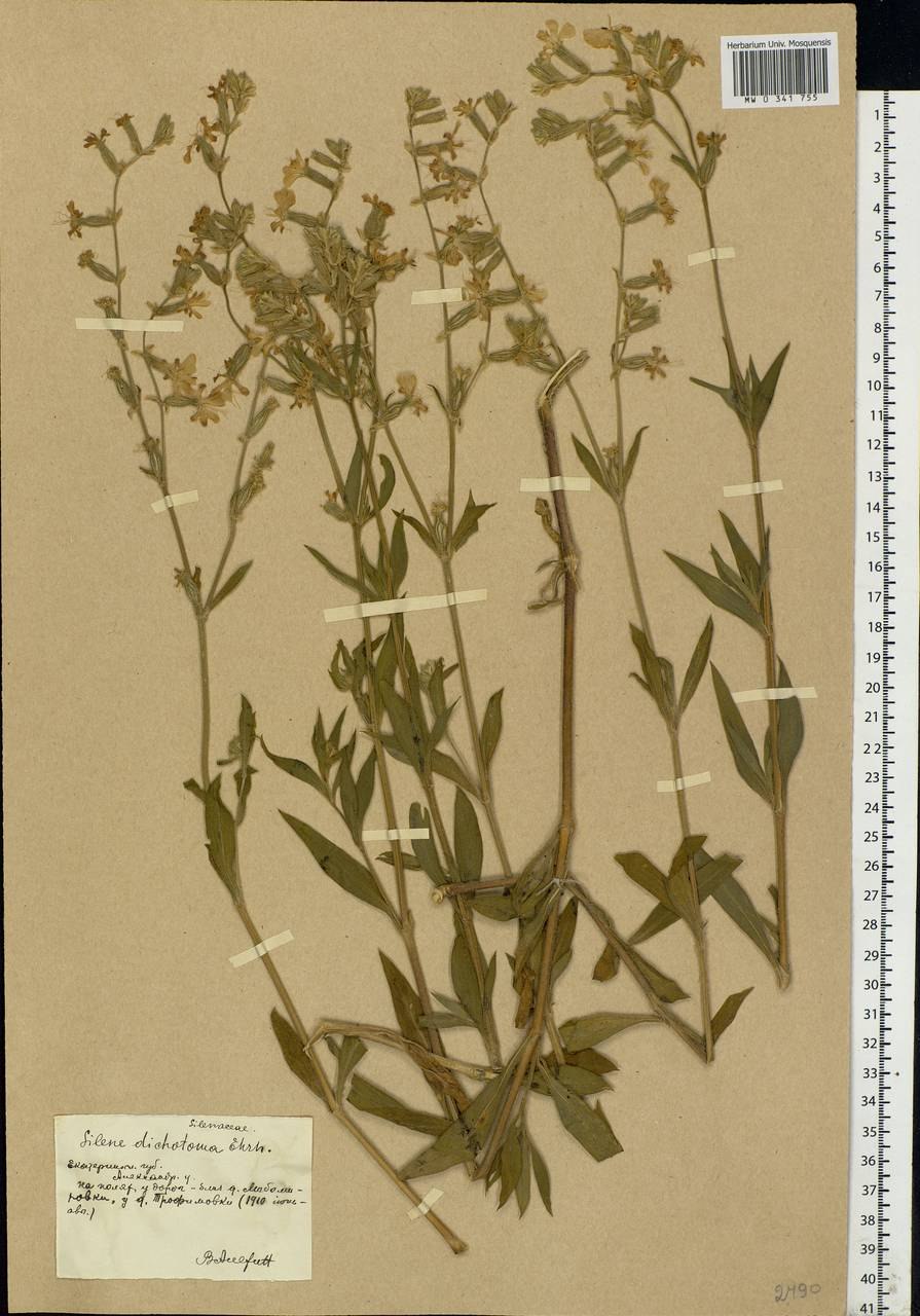 Смолевка вильчатая