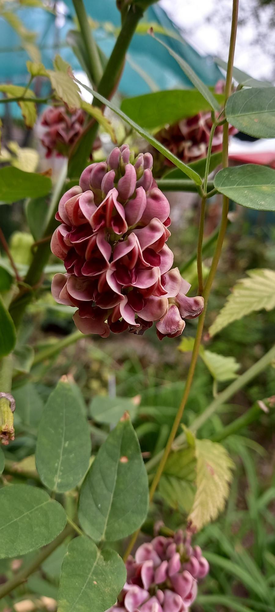 Апиос американский клубневая Глициния