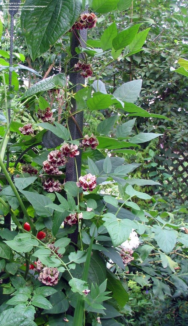 Apios tuberosa Земляной орех