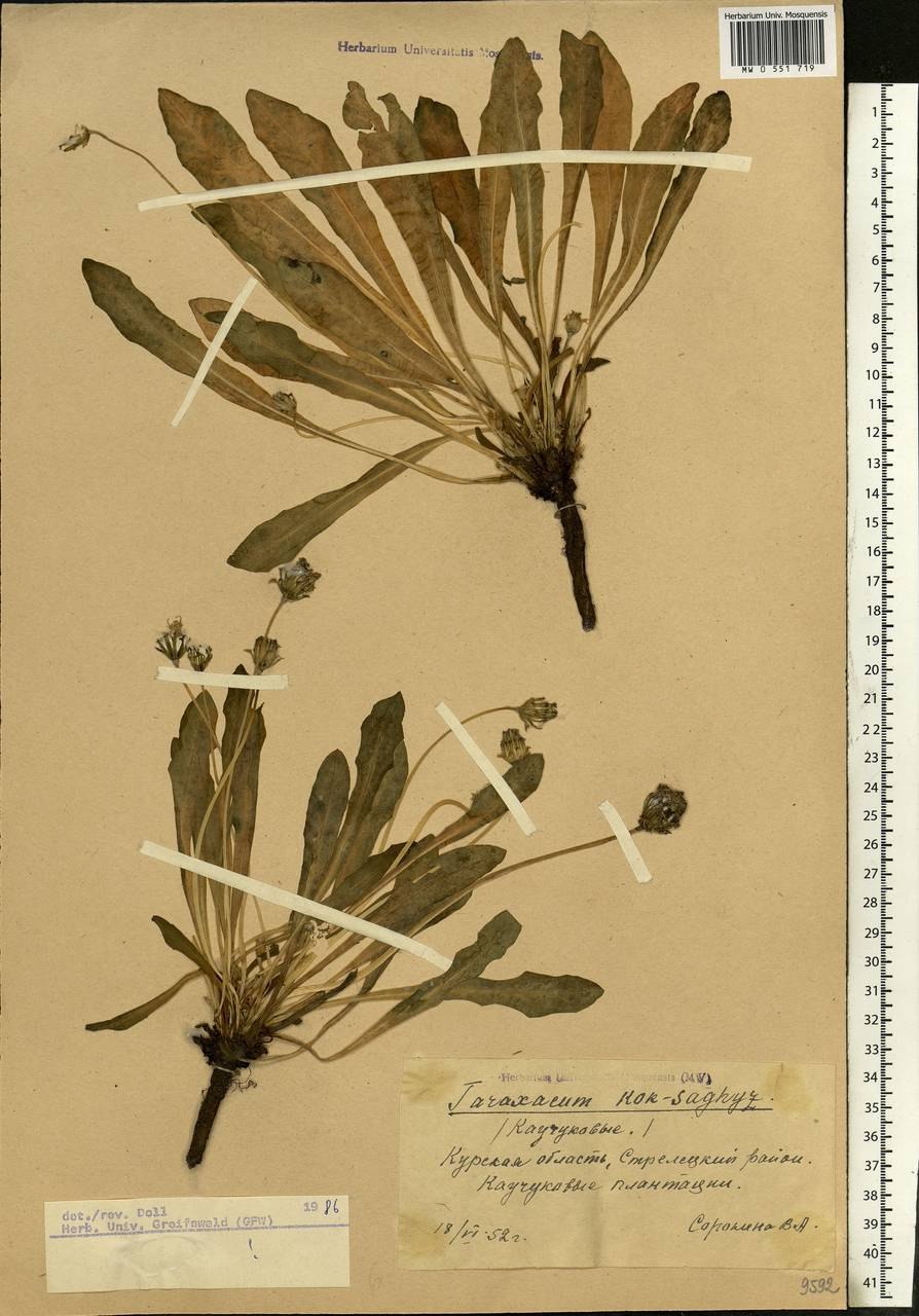 Одуванчик лекарственный Плантариум