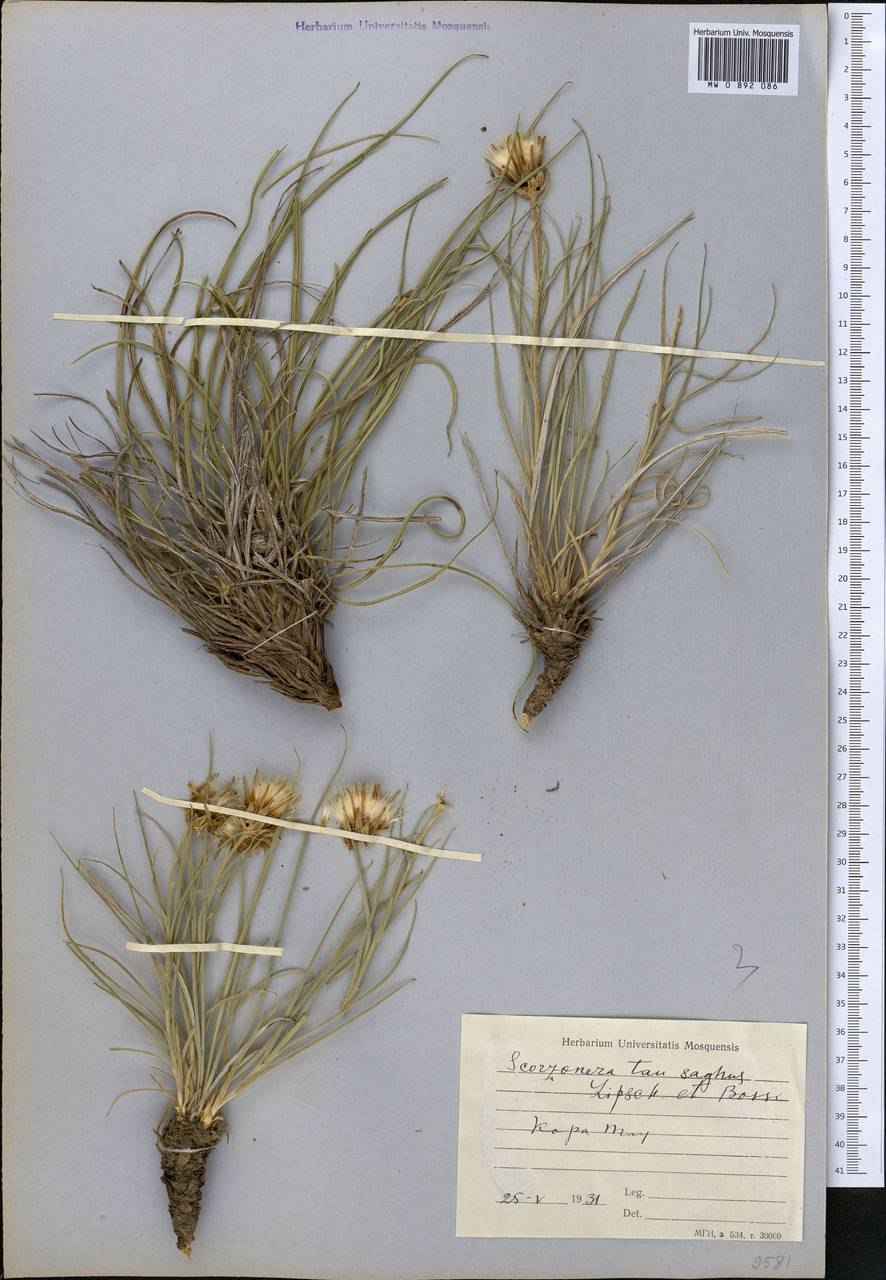 Тау-сагыза (Scorzonera tau-saghyz).