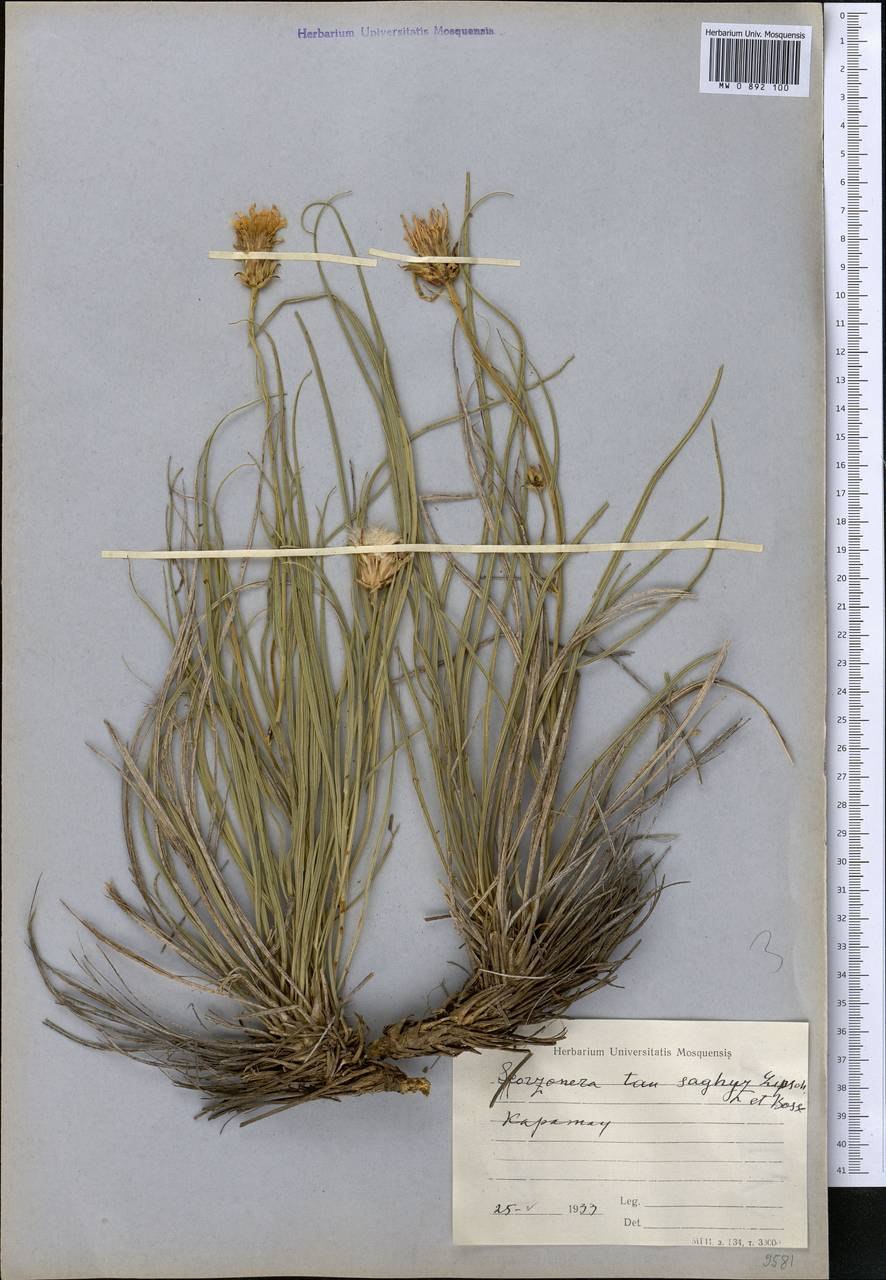 Taraxacum distantilobum